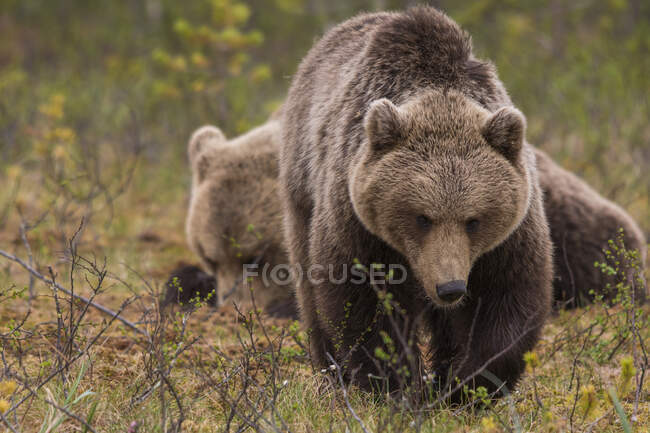 Tracking shot of adult furry brown bears walking and standing on ground in nature reserve on daytime — Stock Photo