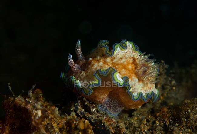 Vivid yellow nudibranch mollusk with blue and green lines and rhinophores crawling on coral reef in dark sea — Stock Photo