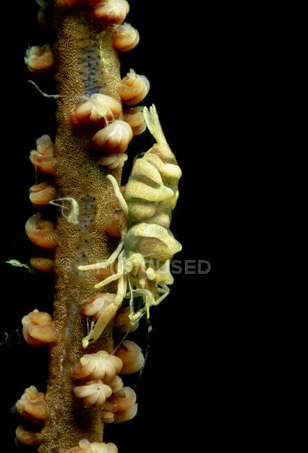 Повний дріт коралових креветок з світло - зеленим тілом, що повзе по морських водах на чорному тлі. — стокове фото