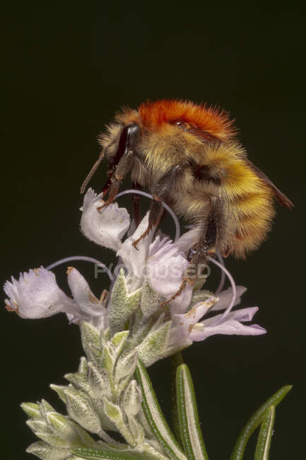 Closeup de abelha comum carder Bombus pascuorum alimentando-se de botão de flor selvagem na natureza — Fotografia de Stock