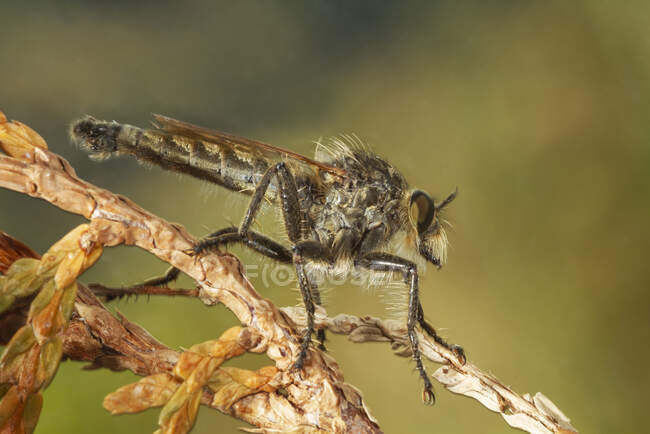 Macro shot of Laphria marginata assassin fly insect sitting on plant twig in wild nature — Photo de stock