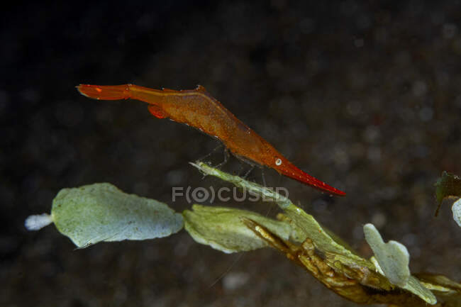 Camarón rojo de cuerpo entero con nariz larga nadando en aguas profundas cerca de algas marinas - foto de stock