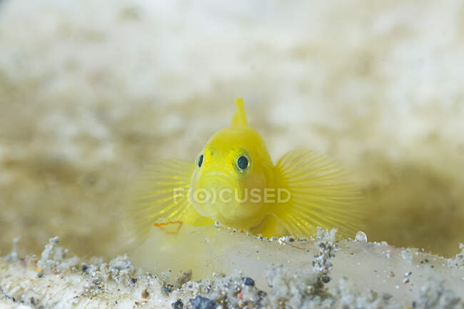 Primer plano de diminutos peces gobios de color amarillo brillante Gobiodon okinawae o Okinawa nadando cerca de los arrecifes de coral bajo el mar - foto de stock