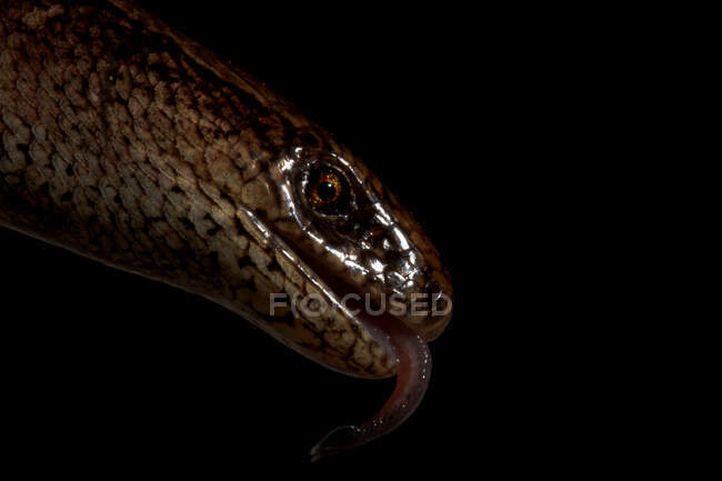 Macro shot of head of slow worm Anguis fragilis legless lizard also called deaf adder or blindworm on black background — Stock Photo