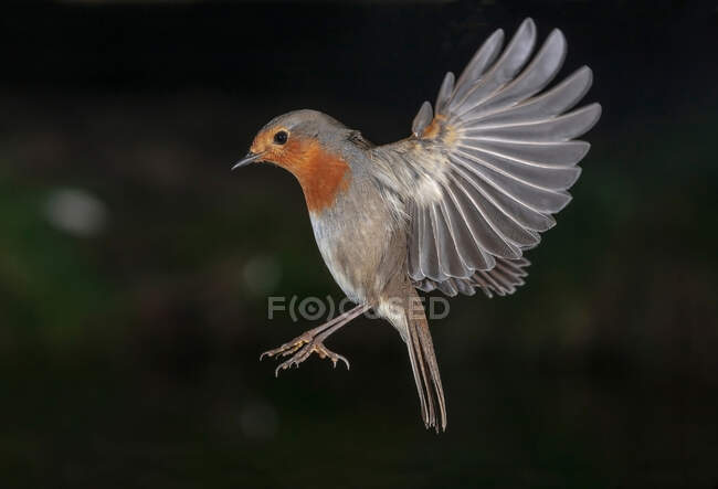 Pássaro com asas abertas voando sobre a árvore em bosques — Fotografia de Stock