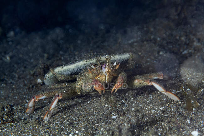Caranguejo marinho selvagem rastejando no fundo do mar pedregoso contra fundo preto no habitat natural — Fotografia de Stock