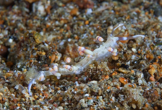Білий нудибранський молюск з щупальцями і довгим тілом, що сидить на коралових рифах на дні моря — стокове фото