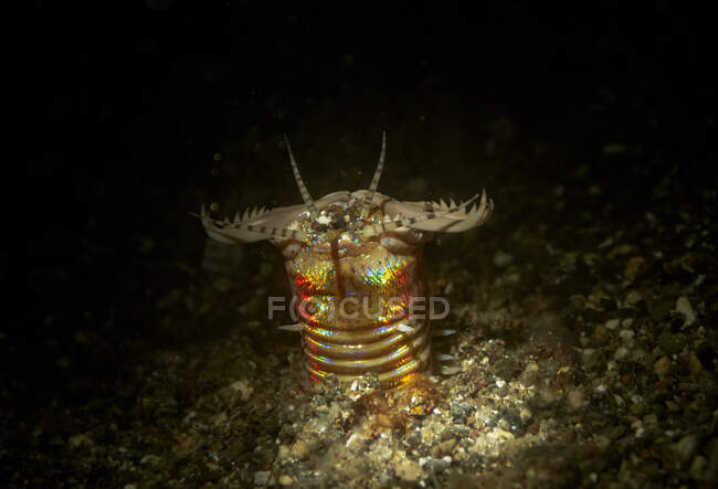 Predatore selvatico verme bobbit con lunghe antenne seduto sul fondo del mare ghiaia in acqua scura — Foto stock