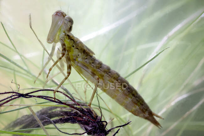Macro shot of nymph or larva of Southern hawker or Blue hawker Aeshna cyanea dragonfly swimming in water pond with grass — Stock Photo