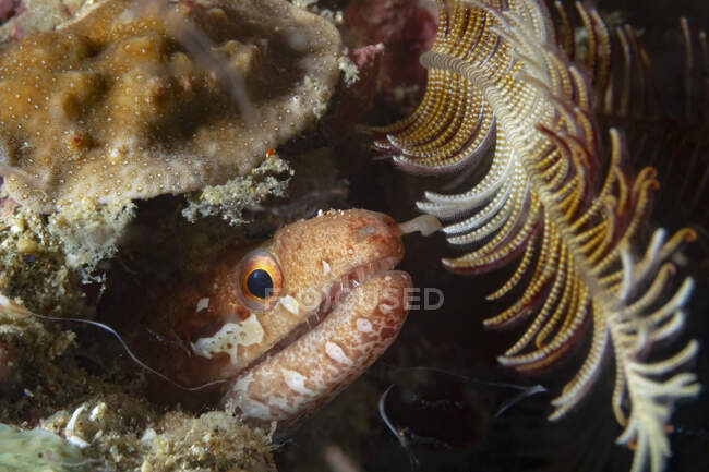 Closeup of barredfin moray or bartail moray Gymnothorax zonipectis marine fish hiding in underwater cave during hunting in deep ocean water — Stock Photo