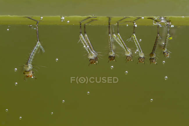 Macro disparo de pequeñas larvas de mosquitos bajo el agua con burbujas de aire en la naturaleza con fondo verde - foto de stock