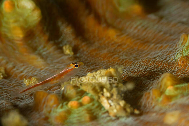 Primer plano del diminuto pez gobio tropical Pleurosicya micheli o Michels con cuerpo semi transparente nadando cerca del fondo en aguas profundas del océano - foto de stock