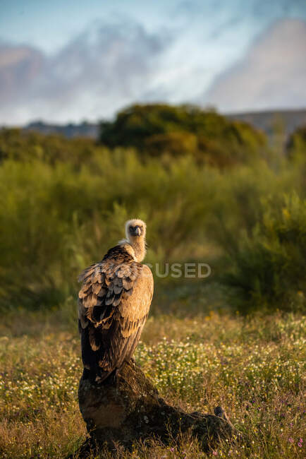 Portrait d'un vautour posant au coucher du soleil tout en regardant loin dans un fond flou — Photo de stock