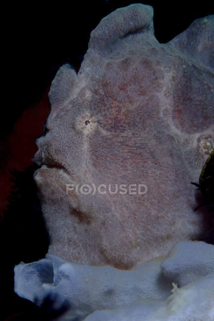 Primo piano di esotici pesci rana grigi marini tropicali Antennarius multiocellatus o longlure in acque profonde dell'oceano scuro — Foto stock