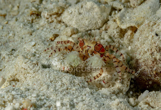 Ganzkörperbunte kleine Boxer-Krabbe kriecht auf weißem Sandboden im flachen Wasser — Stockfoto