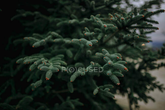 Ramas de árbol siempreverde con pequeños brotes de cono que crecen en la naturaleza en el día de la primavera - foto de stock