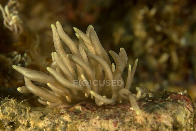 Nudibranquio marrón claro con largos tentáculos en arrecife de coral en aguas profundas en hábitat natural - foto de stock