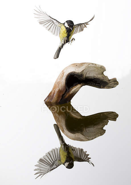 Small tit bird with spread wings soaring over dry log and reflecting in calm lake water in habitat - foto de stock
