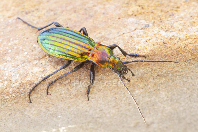 Macro shot of golden ground beetle Carabus auratus with iridescent colors and long antennae crawling on surface in nature — Fotografia de Stock