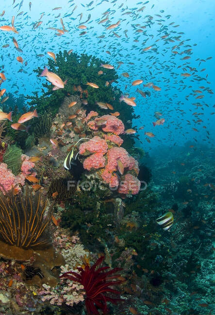 School of small fish swimming under pure ocean water with coral reefs on bottom — Stock Photo
