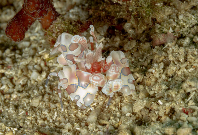 Camarones arlequín coloridos manchados de cuerpo completo arrastrándose sobre el fondo del mar en hábitat natural - foto de stock