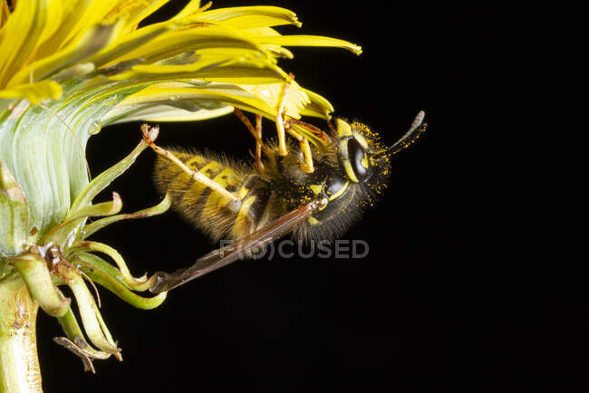 Macro shot of head of European hornet or Vespa crabro insect biggest eusocial wasp native to Europe against blurred dark background in nature — стокове фото