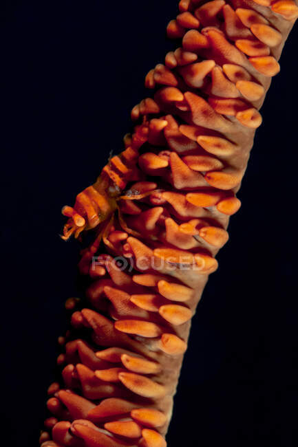 Full length brown marine shrimp sitting on coral in dark seawater on black background — Stock Photo