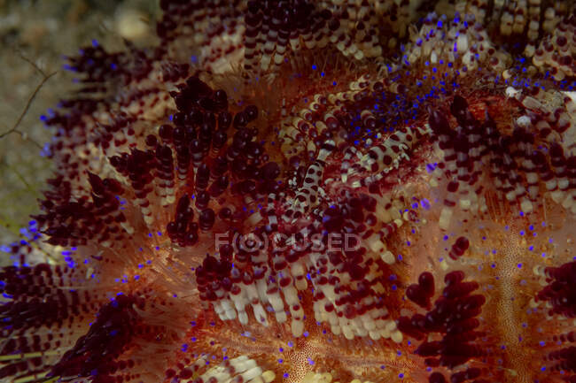 Corps entier coloré crevettes tachetées coleman assis sur corail mou dans l'eau de mer profonde — Photo de stock