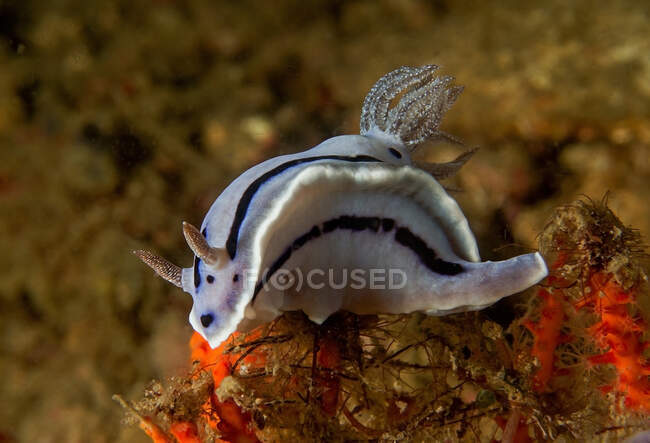 Light blue nudibranch mollusk with tentacles and rhinophores sitting on seaweed in deep seawater — Stock Photo