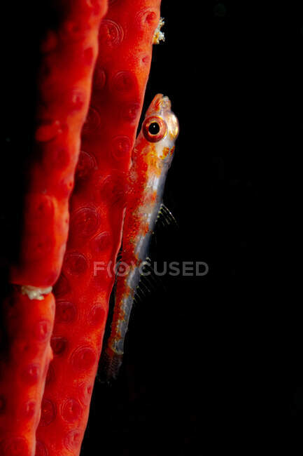 Primer plano de los diminutos Bryaninops yongei semitransparentes o peces goby de coral látigo cerca de Cirripathes anguina coral en agua de mar oscura - foto de stock