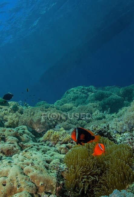 Амфиприон с полосатым телом, плавающим среди коралловых рифов с полипами под чистой океанической аквой — стоковое фото
