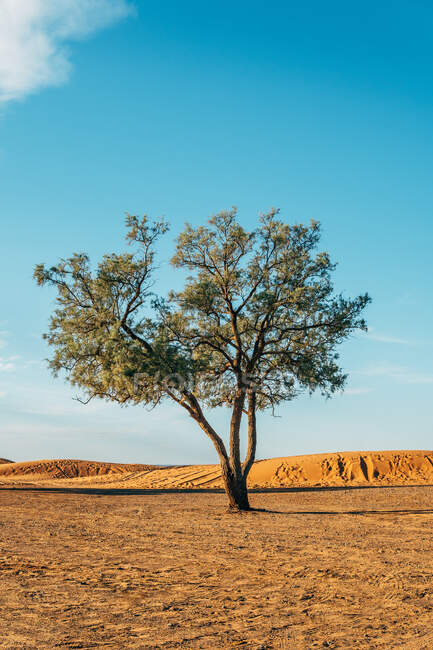 Albero alto con fogliame verde su terreno asciutto contro il cielo blu nella giornata di sole in Marocco — Foto stock