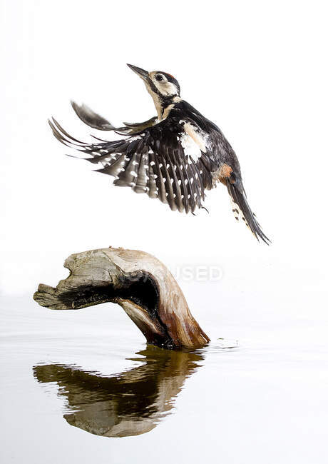 Small tit bird with spread wings soaring over dry log and reflecting in calm lake water in habitat — Foto stock