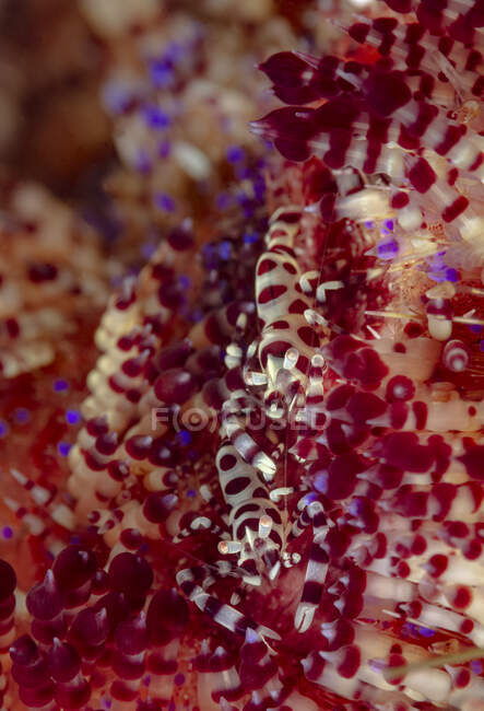 Full body colorful spotted coleman shrimp sitting on soft coral in deep seawater — Stock Photo