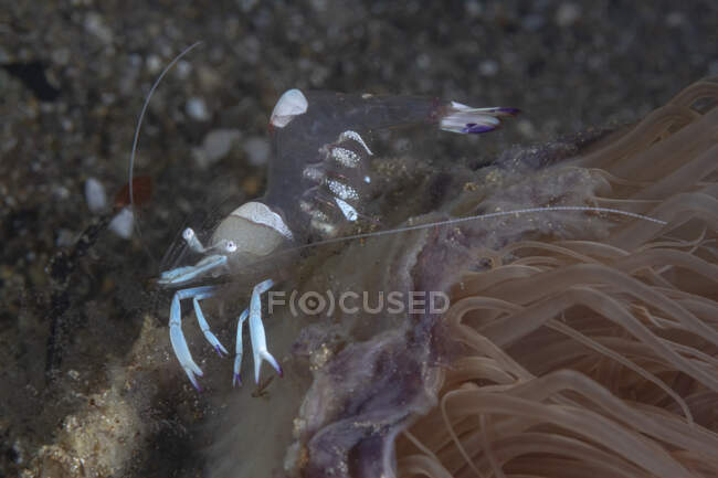Crustáceo transparente de cuerpo completo con garras blancas arrastrándose sobre coral blando en aguas profundas - foto de stock