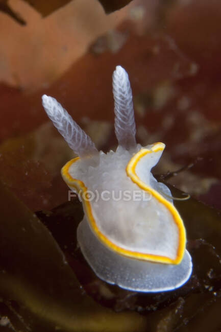 Molusco gastrópode marinho com tentáculos brilhantes em aqua de mar puro em fundo marrom borrado — Fotografia de Stock
