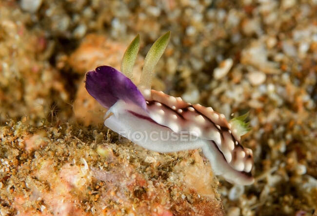 Mollusque nudibranches brun clair avec des taches blanches et des rhinophores rampant sur les récifs naturels en eau de mer transparente — Photo de stock