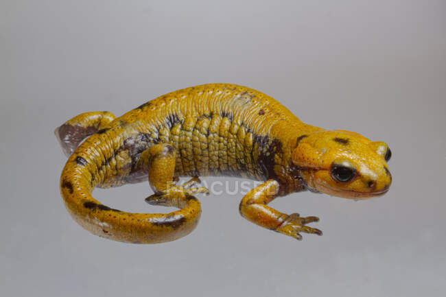 Primer plano de salamandra salamandra de fuego de color amarillo manchado Salamandra salamandra en terreno húmedo y herboso en la naturaleza - foto de stock