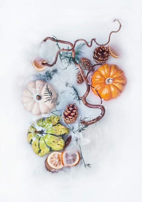 Top view of some dried pumpkins and branches dipped in milk — Stock Photo