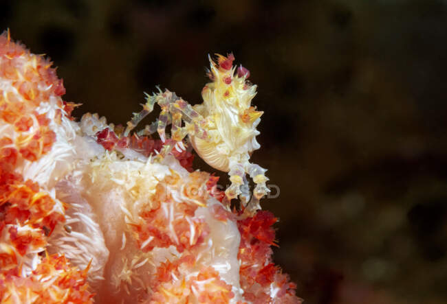 Ganzkörper weiße stachelige Süßigkeitenkrabbe kriecht auf bunten Korallen in tiefem Meerwasser — Stockfoto