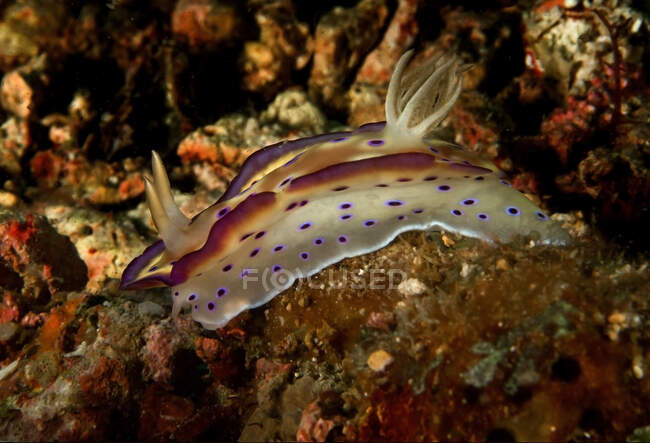 Translucent light nudibranch mollusk with tentacles and purple spots crawling on natural reefs in deep seawater — Stock Photo