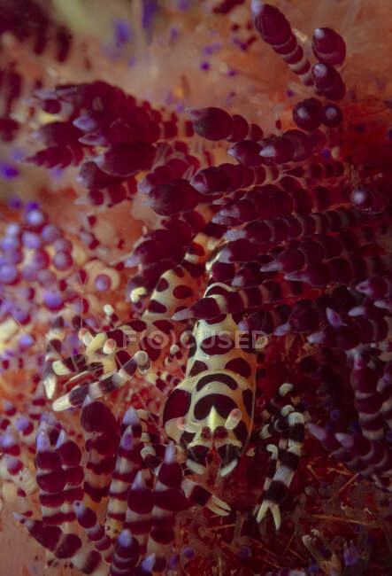 Full body colorful spotted coleman shrimp sitting on soft coral in deep seawater — Stock Photo