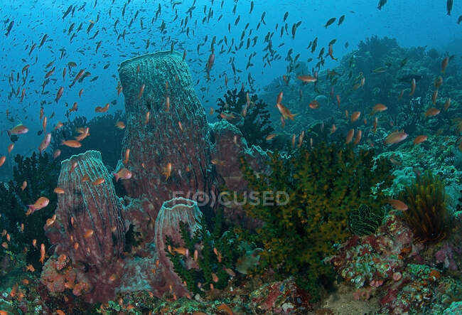 Escola de peixes pequenos nadando sob água pura do oceano com recifes de coral no fundo — Fotografia de Stock