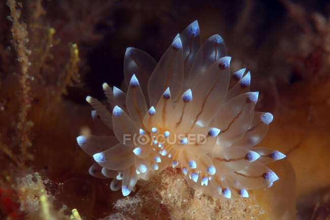 Euphyllie nudibranche translucide avec tentacules blanc vif assis sur le récif corallien sur fond d'eau profonde — Photo de stock
