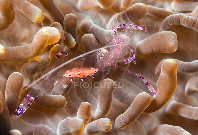 Crevette anémone pleine longueur au corps transparent assise sur un corail mou dans de l'eau de mer propre — Photo de stock