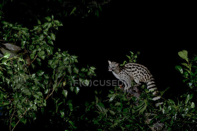 Vista lateral del genet con manchas en el hábitat natural en la oscuridad por la noche - foto de stock