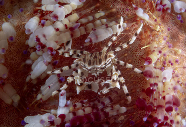 Corpo pieno piccolo granchio marino Zebrida strisciando su una superficie di corallo morbido in alto mare — Foto stock