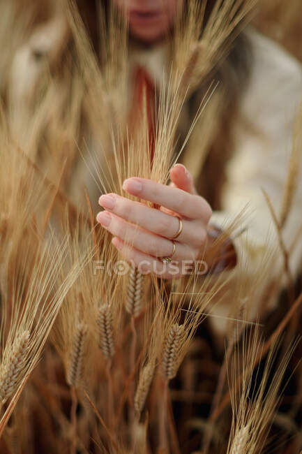 Неузнаваемая самка с золотыми кольцами на пальцах касается пшеничных шипов в поле — стоковое фото