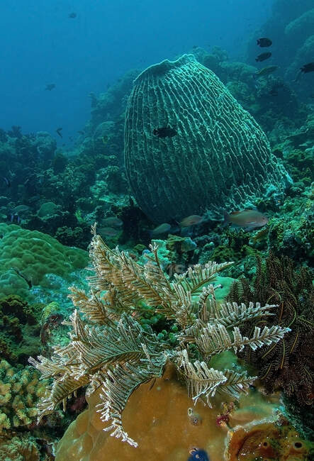 Marine Biodiversität mit farbenfrohem Korallenriffmeer in tropischem klarem Wasser — Stockfoto