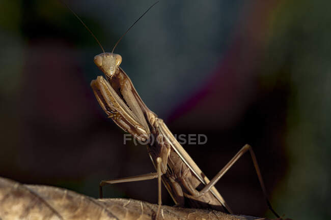Macro de insecto Mantis rezando sentado en una hoja de árbol seca sobre un fondo borroso de la naturaleza - foto de stock
